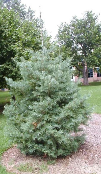 ABIES CONCOLOR CONICA #7