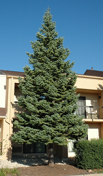 ABIES CONCOLOR FIR #3