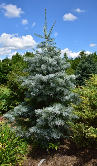 ABIES CON BLUE CLOAK #15/3'