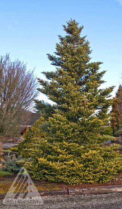 ABIES KOR AUREA FIR #7