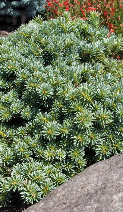 ABIES KOR BLUE ESKIMO #3