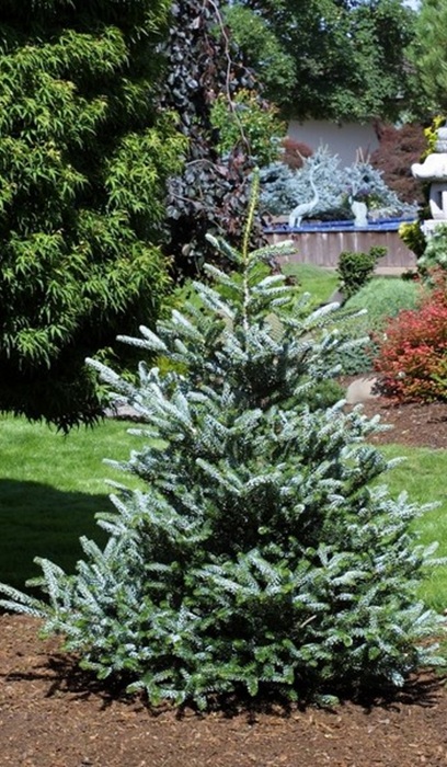 ABIES KOR HORSTMAN #7 NA25