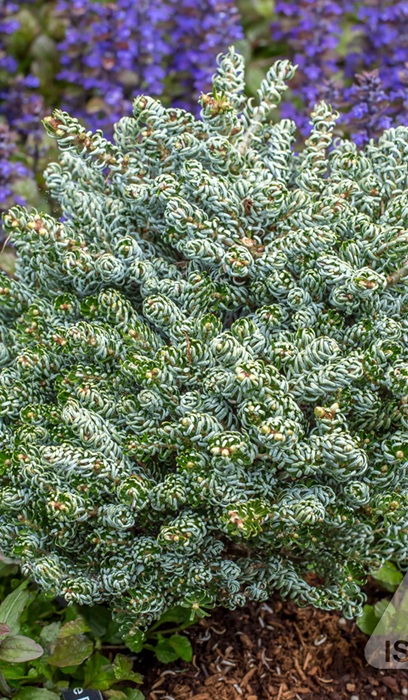 ABIES KOR ICE BREAKER FIR #6