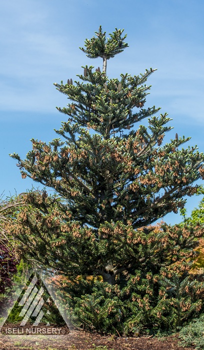 ABIES KOR SILVER SHOW #3