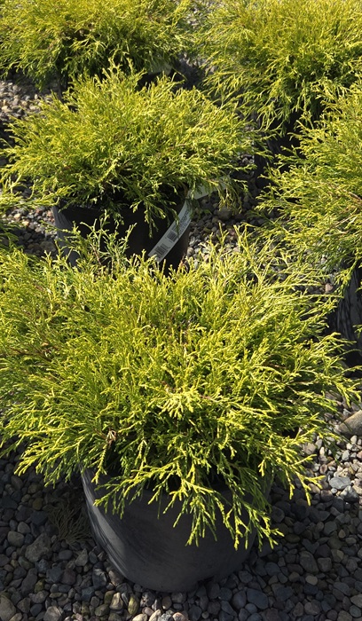 CHAMA PIS GOLDEN CHARM #5