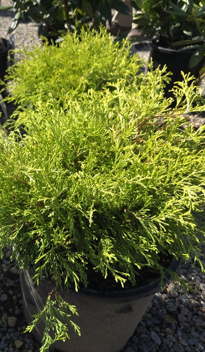 CHAMA PIS MOPS #5 KINGS GOLD