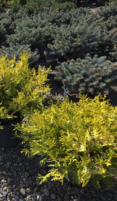 CHAMA PIS VINTAGE GOLD #2