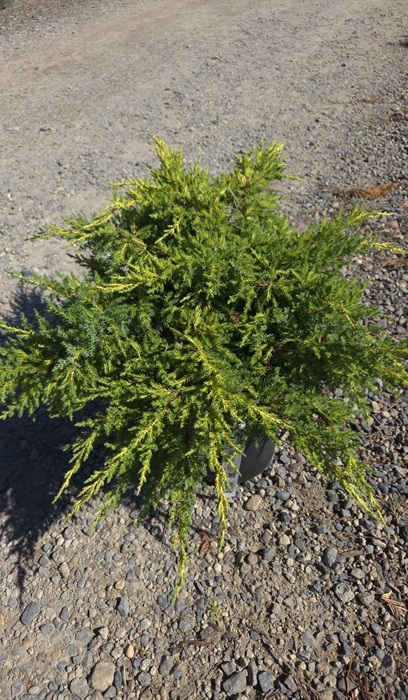 JUNIP CHI DAUB'S FROSTED #2