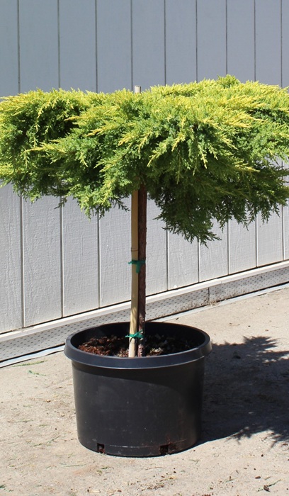 JUNIP CHI DAUB'S FROSTED #10 PT