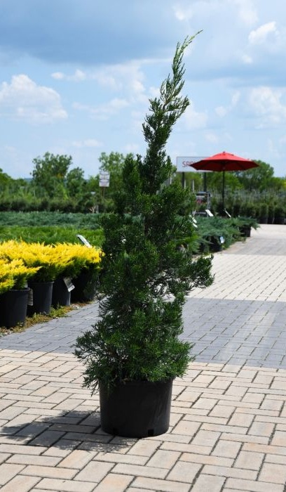 JUNIP CHI HETZII COLUMN #15/4'BB