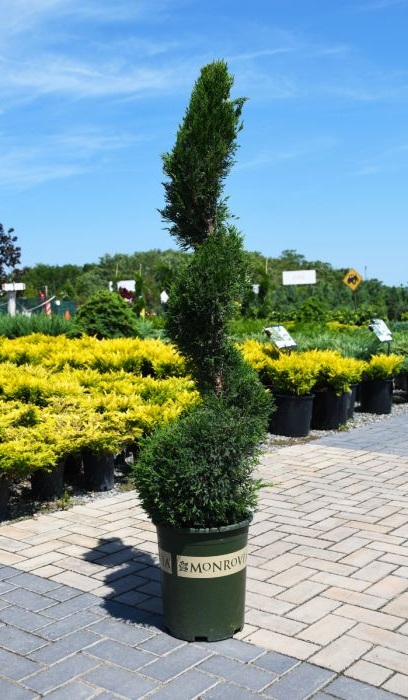 JUNIP CHI MINT JULEP #5 SPIRAL