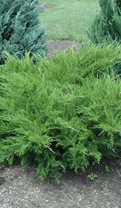 JUNIP CHI SEA GREEN #7