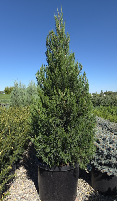 JUNIP CHI SPARTAN #10/3'