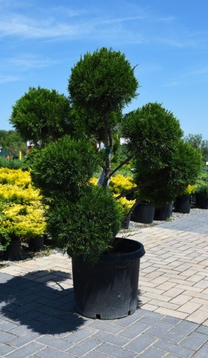 JUNIP CHI SEA GREEN #10 PPOM