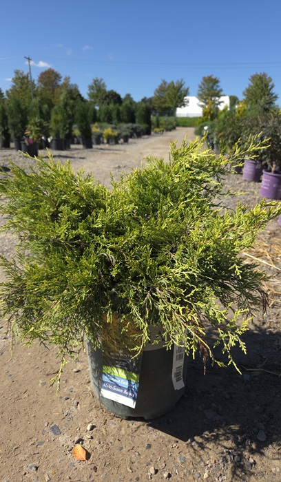 JUNIP CHIN SEA OF GOLD #2