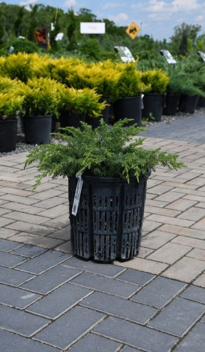 JUNIP COM BLUEBERRY DELIGHT #2