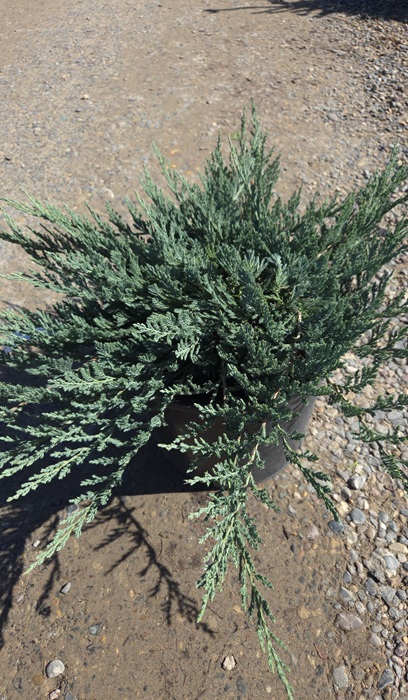 JUNIP HOR BLUE CHIP #5