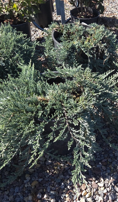 JUNIP HOR BLUE PRINCE #5