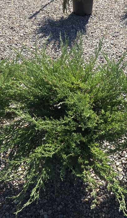 JUNIP ANDORRA COMPACT #2