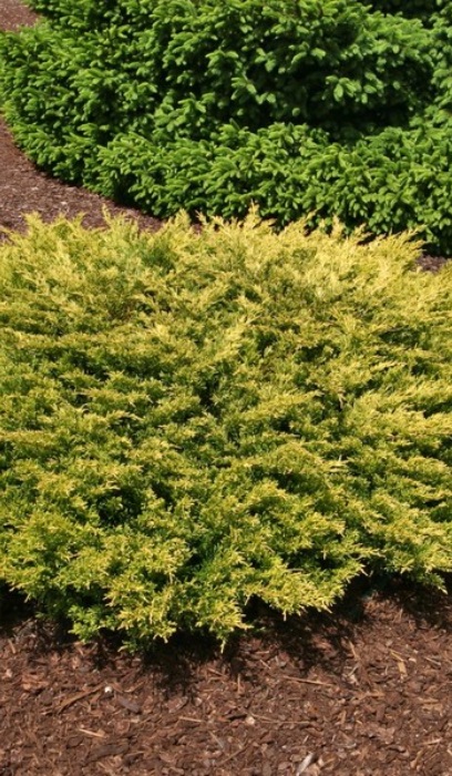 JUNIP HOR LIMEGLOW #5