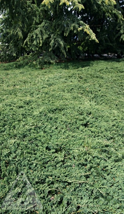 JUNIP HOR WILTONI #5 BLUE RUG