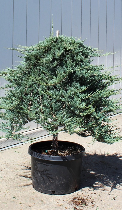 JUNIP HOR WILTONI #10 STD