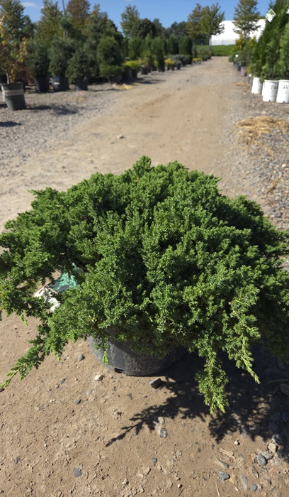 JUNIP PRO JAPAN GARDEN #5