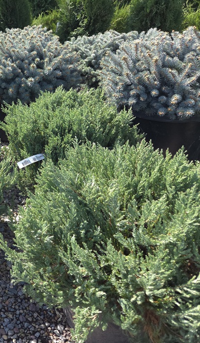 JUNIP SAB BLUE FOREST #5