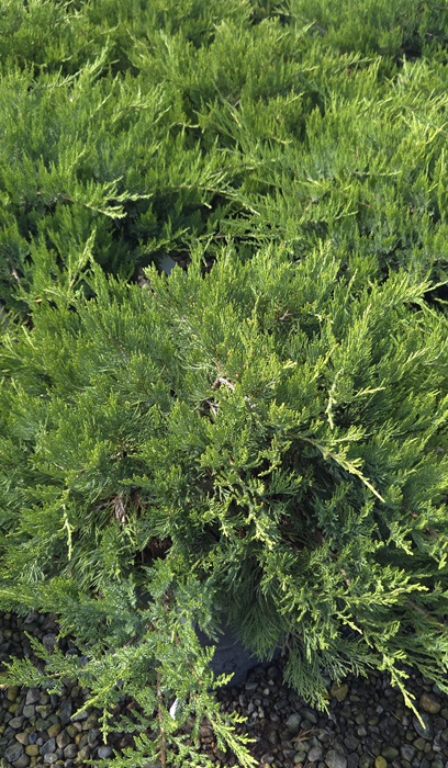 JUNIP SAB BROADMOOR #5