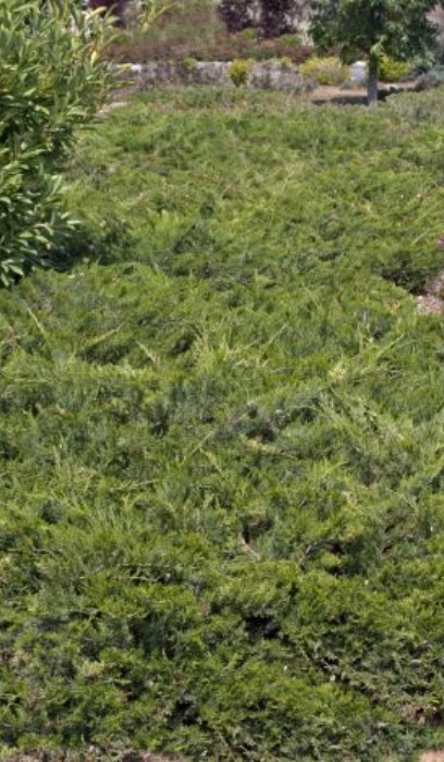 JUNIP SAB BUFFALO #5