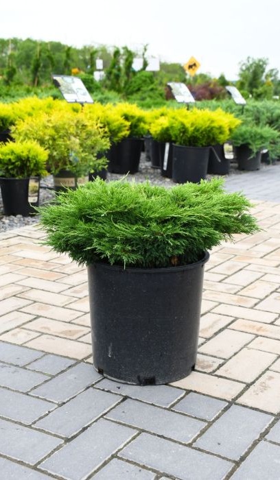 JUNIP SAB CALGARY CARPET #2