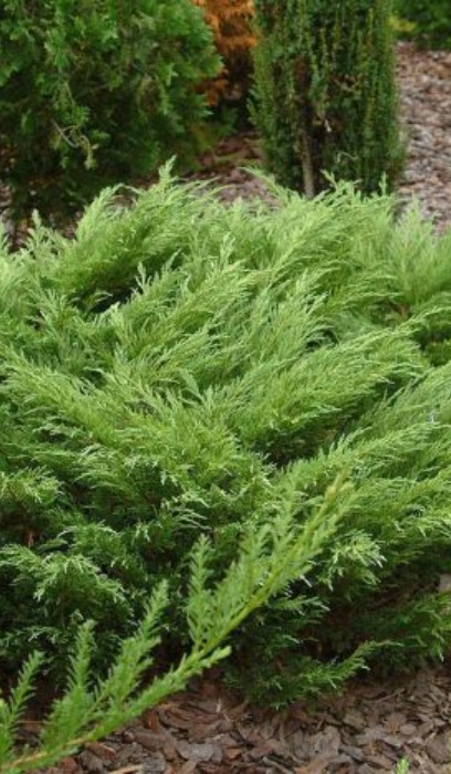 JUNIP SABINA SCANDIA #2