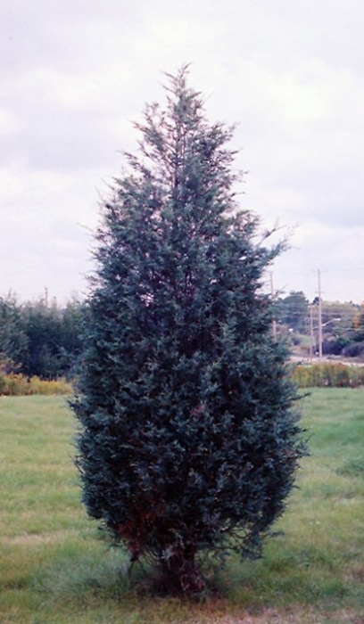 JUNIP SCO MOFFAT BLUE #15/3'BB