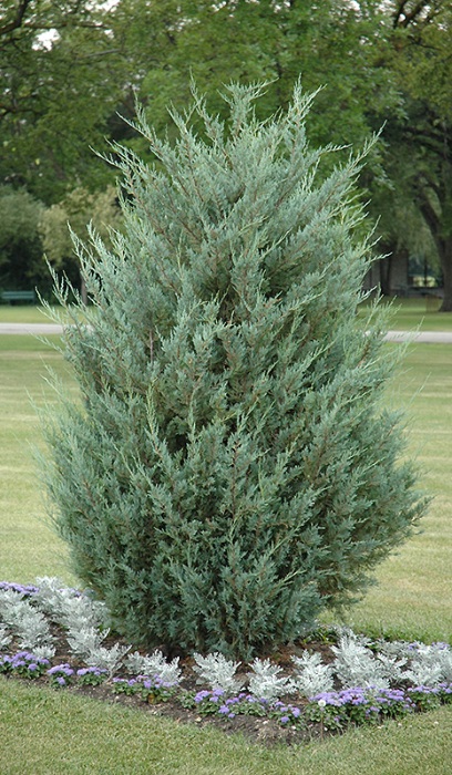 JUNIP SCO MOONGLOW #20