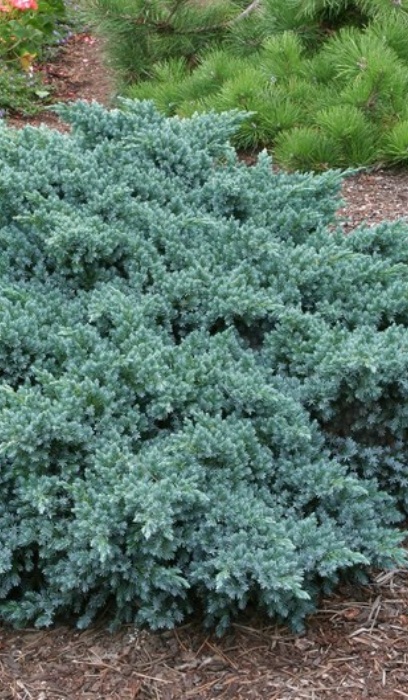 JUNIP SQU BLUE STAR #2