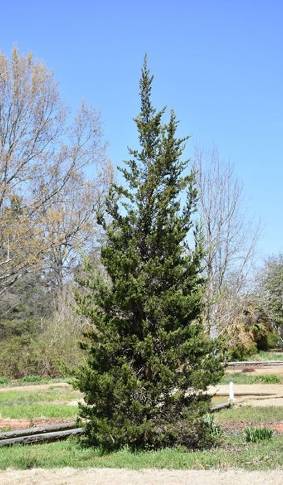 JUNIP VIR EASTERN RED CEDAR 5'BB