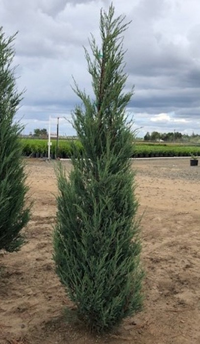 JUNIP VIR BLUE ARROW 7' BB