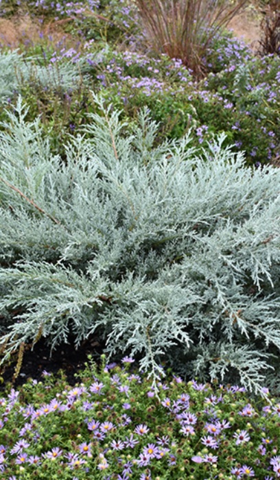 JUNIP VIR GREY OWL #5