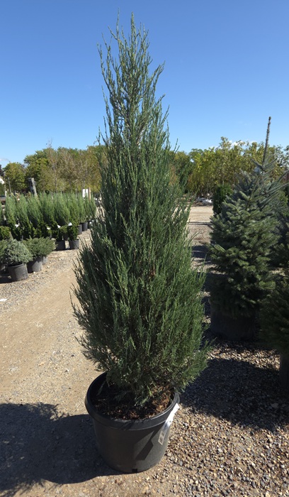 JUNIP VIR SKYROCKET 7' BB