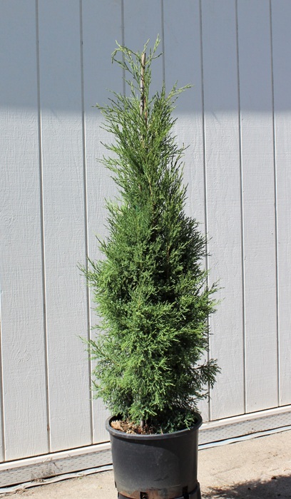 JUNIP VIR TAYLOR 5' BB