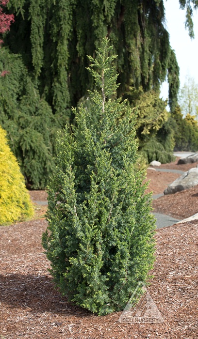 JUNIP X STAR POWER #10