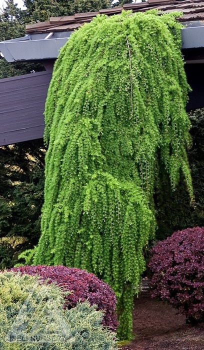 LARIX DEC PENDULA WEEPING #10
