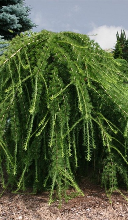 LARIX DEC VARIED DIRECTION#10STK