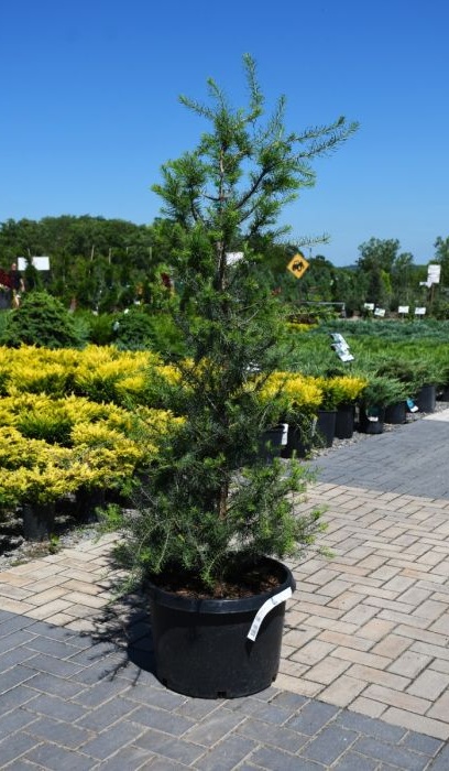 LARIX LAR AMERICAN LARCH 8-10'BB