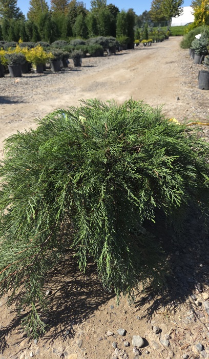 MICRO RUSSIAN CYPRESS #5