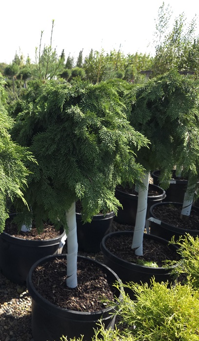 MICRO RUSSIAN CYPRESS #10 STD