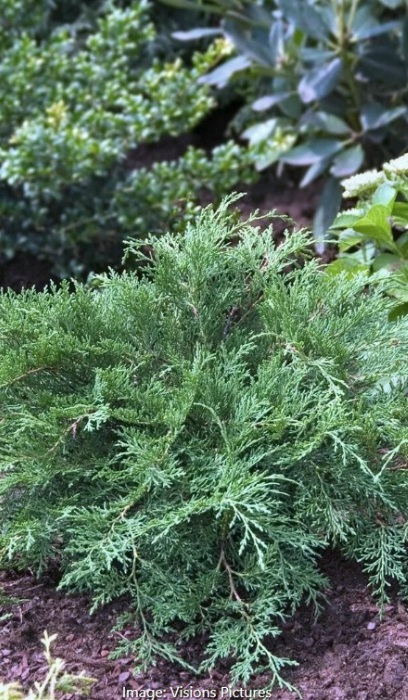 MICRO DEC DREWS BLUE #2