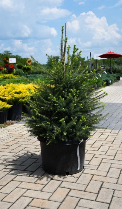 PICEA ABI NORWAY SPRUCE 5' BB