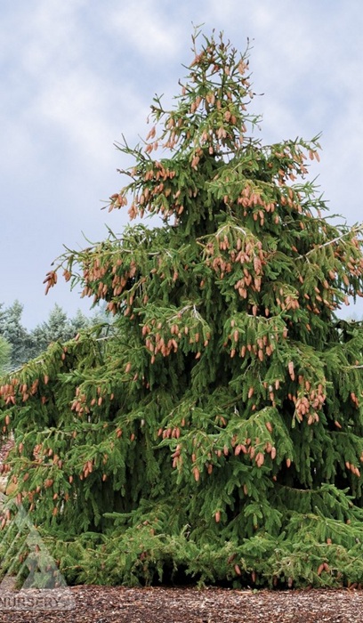 PICEA ABI ACROCONA #10