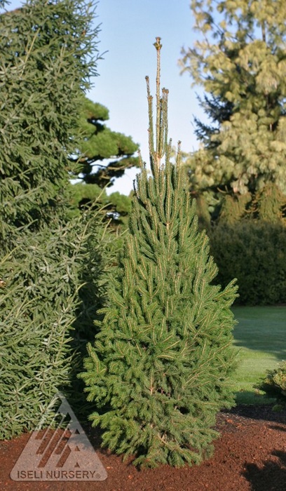 PICEA ABI CUPRESSINA #10